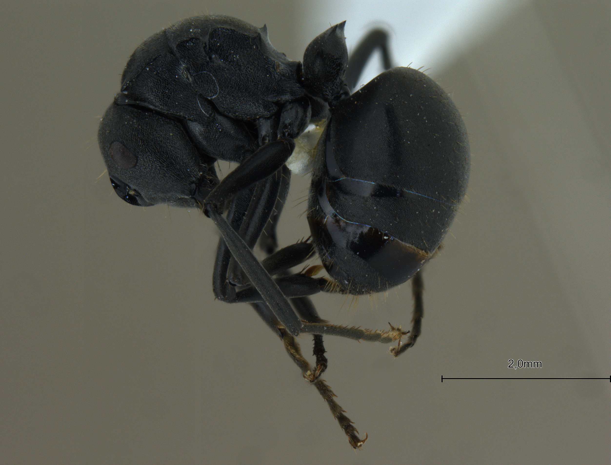 Foto Polyrhachis punctillata smythiesii Forel, 1895 lateral