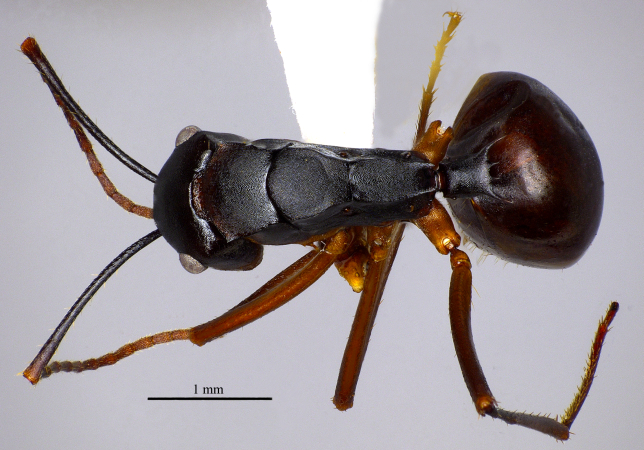 Polyrhachis pyrrhus Forel, 1910 dorsal