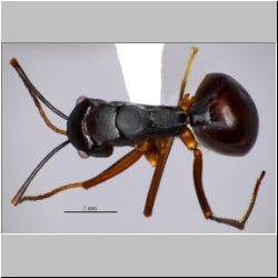 Polyrhachis pyrrhus Forel, 1910 dorsal