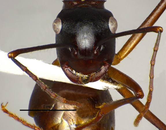 Polyrhachis pyrrhus Forel, 1910 frontal