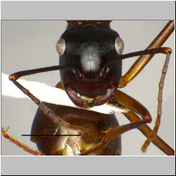 Polyrhachis pyrrhus Forel, 1910 frontal