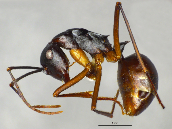 Polyrhachis pyrrhus Forel, 1910 lateral