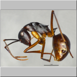 Polyrhachis pyrrhus Forel, 1910 lateral