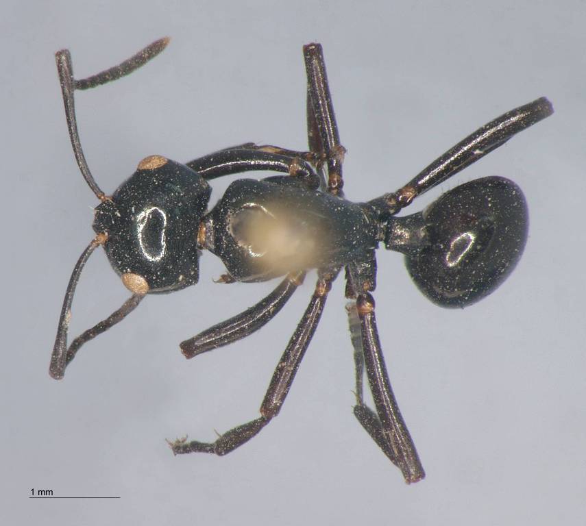 Foto Polyrhachis rastellata Latreille, 1802 dorsal
