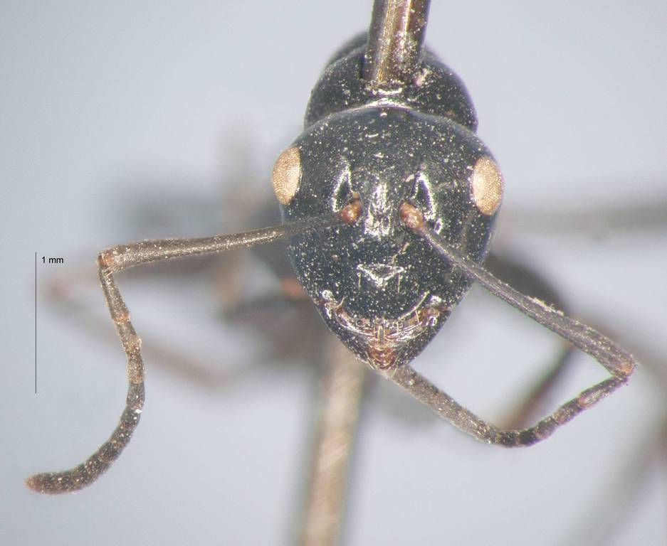 Foto Polyrhachis rastellata Latreille, 1802 frontal