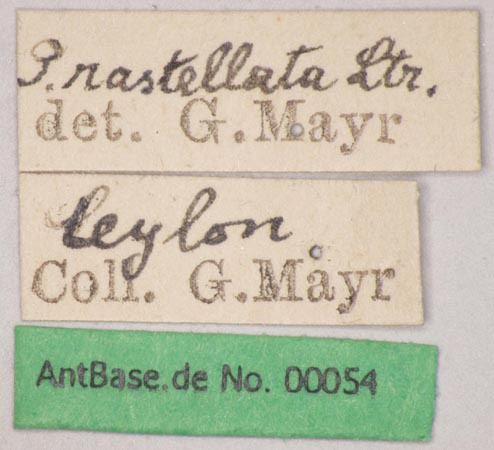 Foto Polyrhachis rastellata Latreille, 1802 Label