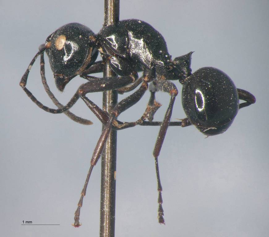 Foto Polyrhachis rastellata Latreille, 1802 lateral