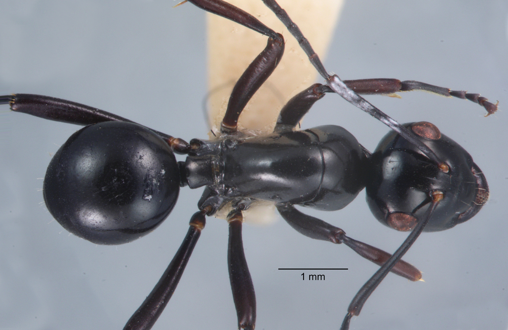 Foto Polyrhachis rastellata semiinermis Donisthorpe, 1941 dorsal