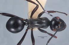 Polyrhachis rastellata semiinermis Donisthorpe, 1941 dorsal