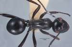 Polyrhachis rastellata semiinermis Donisthorpe, 1941 dorsal