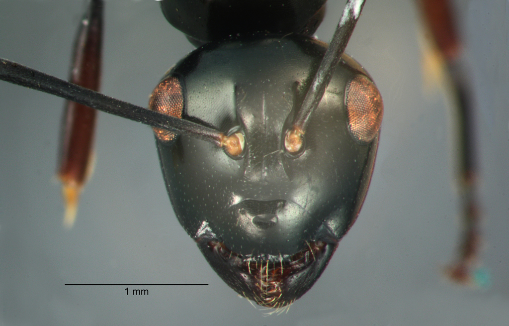 Foto Polyrhachis rastellata semiinermis Donisthorpe, 1941 frontal