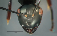 Polyrhachis rastellata semiinermis Donisthorpe, 1941 frontal