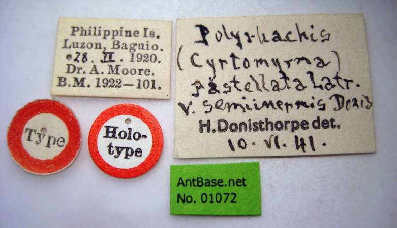 Foto Polyrhachis rastellata semiinermis Donisthorpe, 1941 Label
