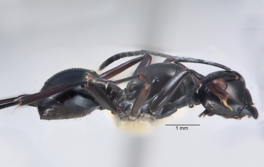 Foto Polyrhachis rastellata semiinermis Donisthorpe, 1941 lateral