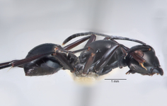 Polyrhachis rastellata semiinermis Donisthorpe, 1941 lateral