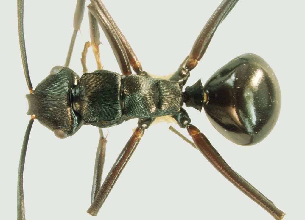 Foto Polyrhachis reidi Kohout, 2007 dorsal