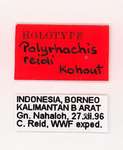 Polyrhachis reidi Kohout, 2007 Label