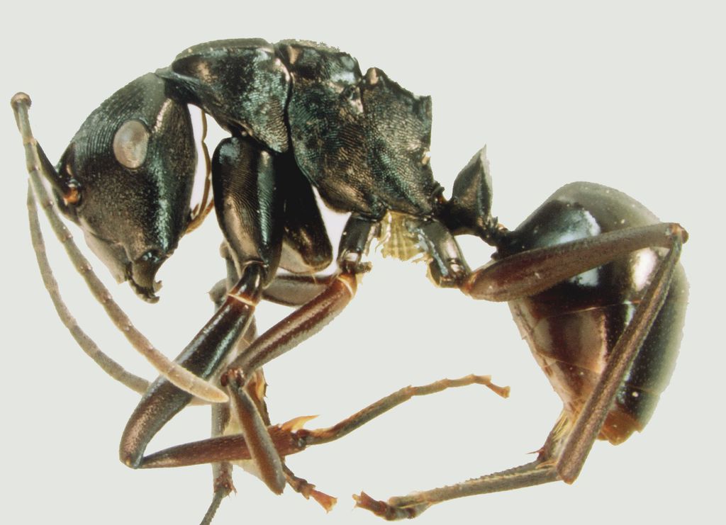 Foto Polyrhachis reidi Kohout, 2007 lateral