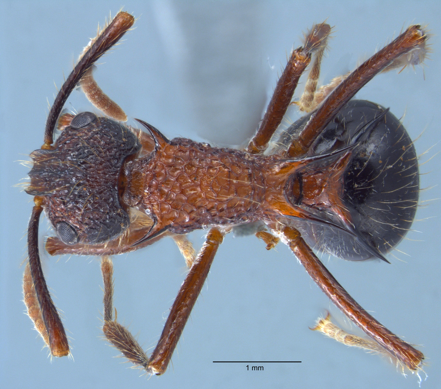Foto Polyrhachis rufipes Smith, 1858 dorsal