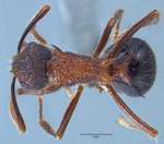Polyrhachis rufipes Smith, 1858 dorsal