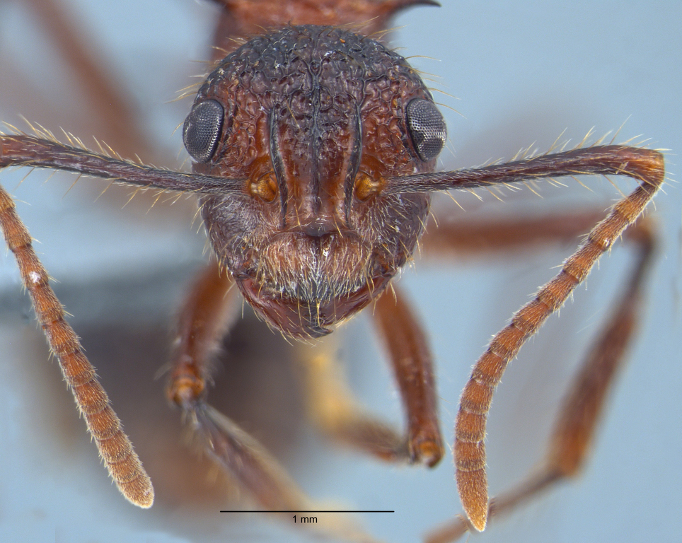 Foto Polyrhachis rufipes Smith, 1858 frontal