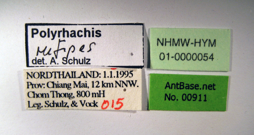 Foto Polyrhachis rufipes Smith, 1858 Label