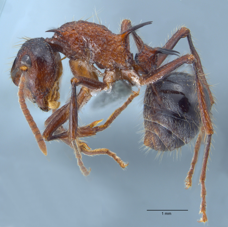 Foto Polyrhachis rufipes Smith, 1858 lateral