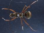 Polyrhachis rufofemorata Smith, 1859 dorsal