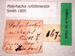 Polyrhachis rufofemorata Smith, 1859 Label