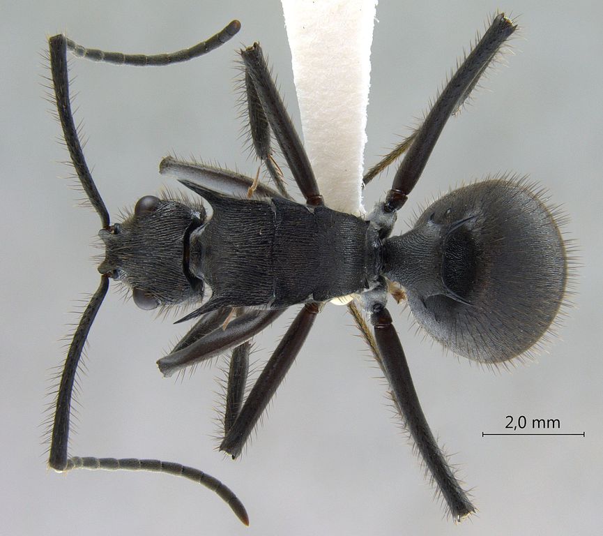 Foto Polyrhachis sculpturata Smith, 1860 dorsal