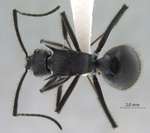 Polyrhachis sculpturata Smith, 1860 dorsal