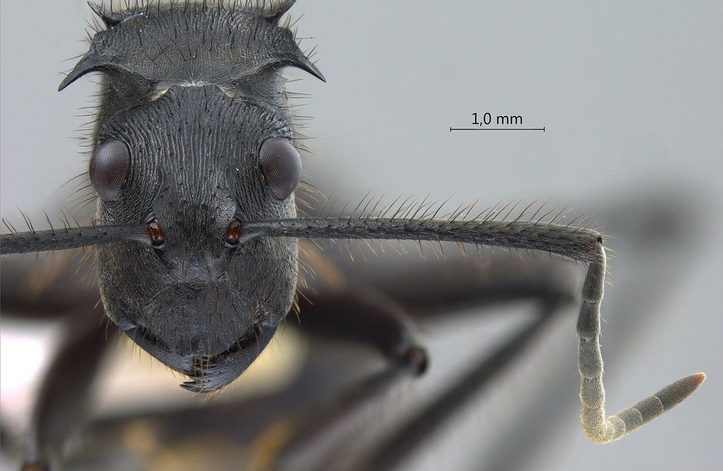 Foto Polyrhachis sculpturata Smith, 1860 frontal