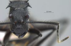 Polyrhachis sculpturata Smith, 1860 frontal