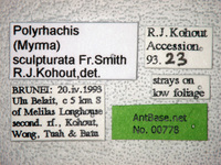 Polyrhachis sculpturata Smith, 1860 Label