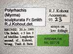 Polyrhachis sculpturata Smith, 1860 Label