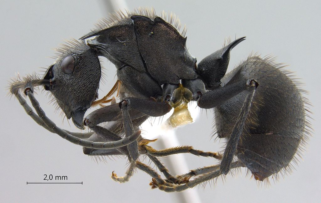 Foto Polyrhachis sculpturata Smith, 1860 lateral