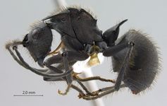 Polyrhachis sculpturata Smith, 1860 lateral