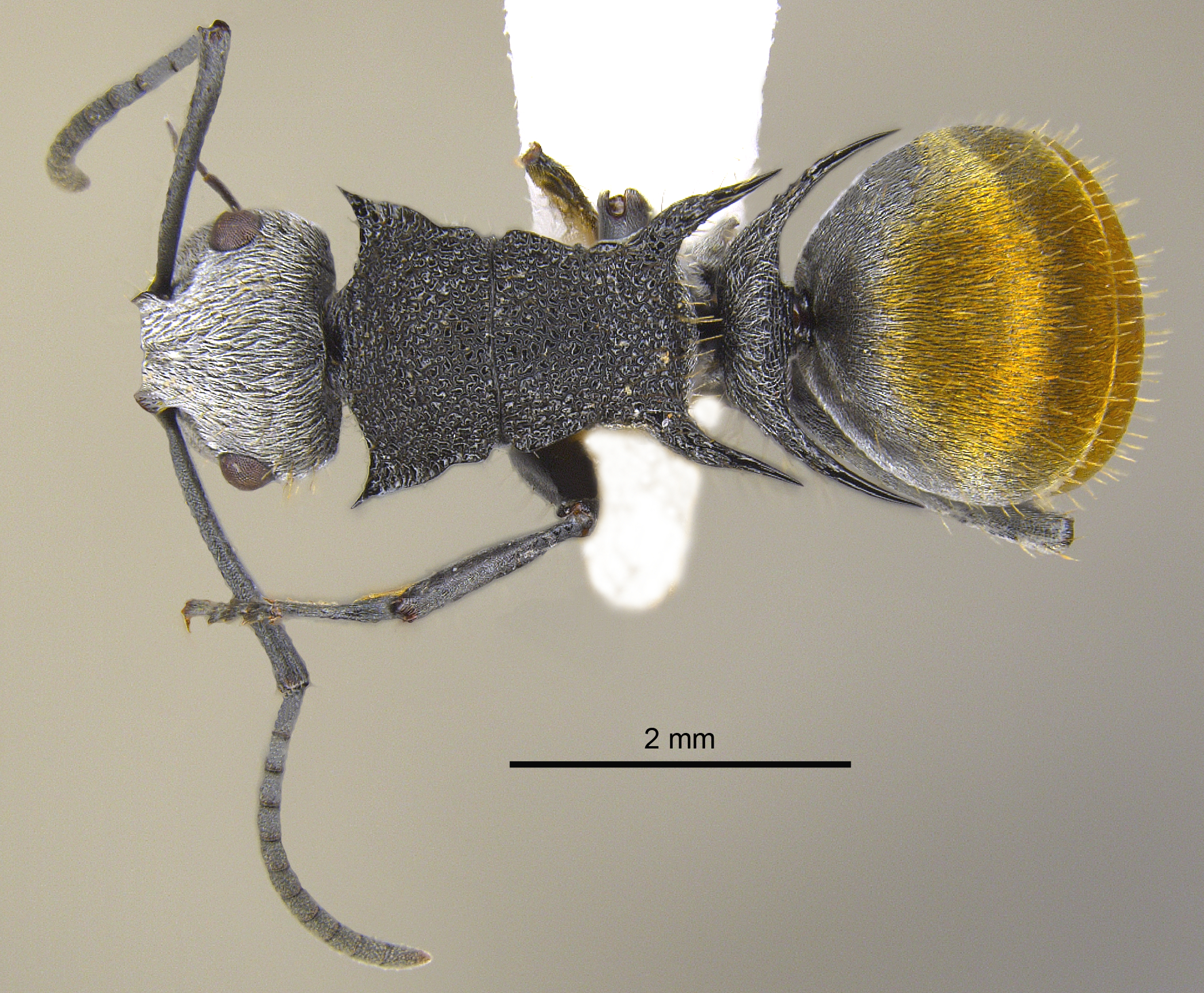 Foto Polyrhachis senilis Forel, 1902 dorsal