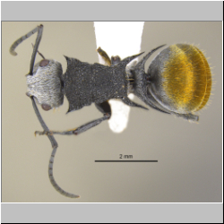 Polyrhachis senilis Forel, 1902 dorsal