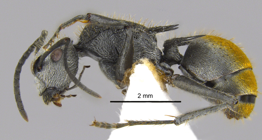 Polyrhachis senilis Forel, 1902 lateral