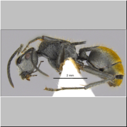 Polyrhachis senilis Forel, 1902 lateral