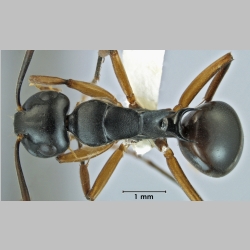 Polyrhachis shixingensis Wu & Wang, 1999 dorsal