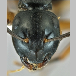 Polyrhachis shixingensis Wu & Wang, 1999 frontal