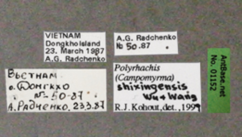 Foto Polyrhachis shixingensis Wu & Wang, 1999 Label