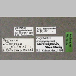 Polyrhachis shixingensis Wu & Wang, 1999 Label