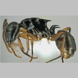 Polyrhachis shixingensis Wu & Wang, 1999 lateral