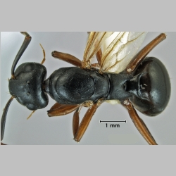 Polyrhachis shixingensis Wu & Wang, 1999 dorsal