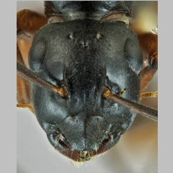 Polyrhachis shixingensis Wu & Wang, 1999 frontal