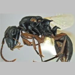 Polyrhachis shixingensis Wu & Wang, 1999 lateral