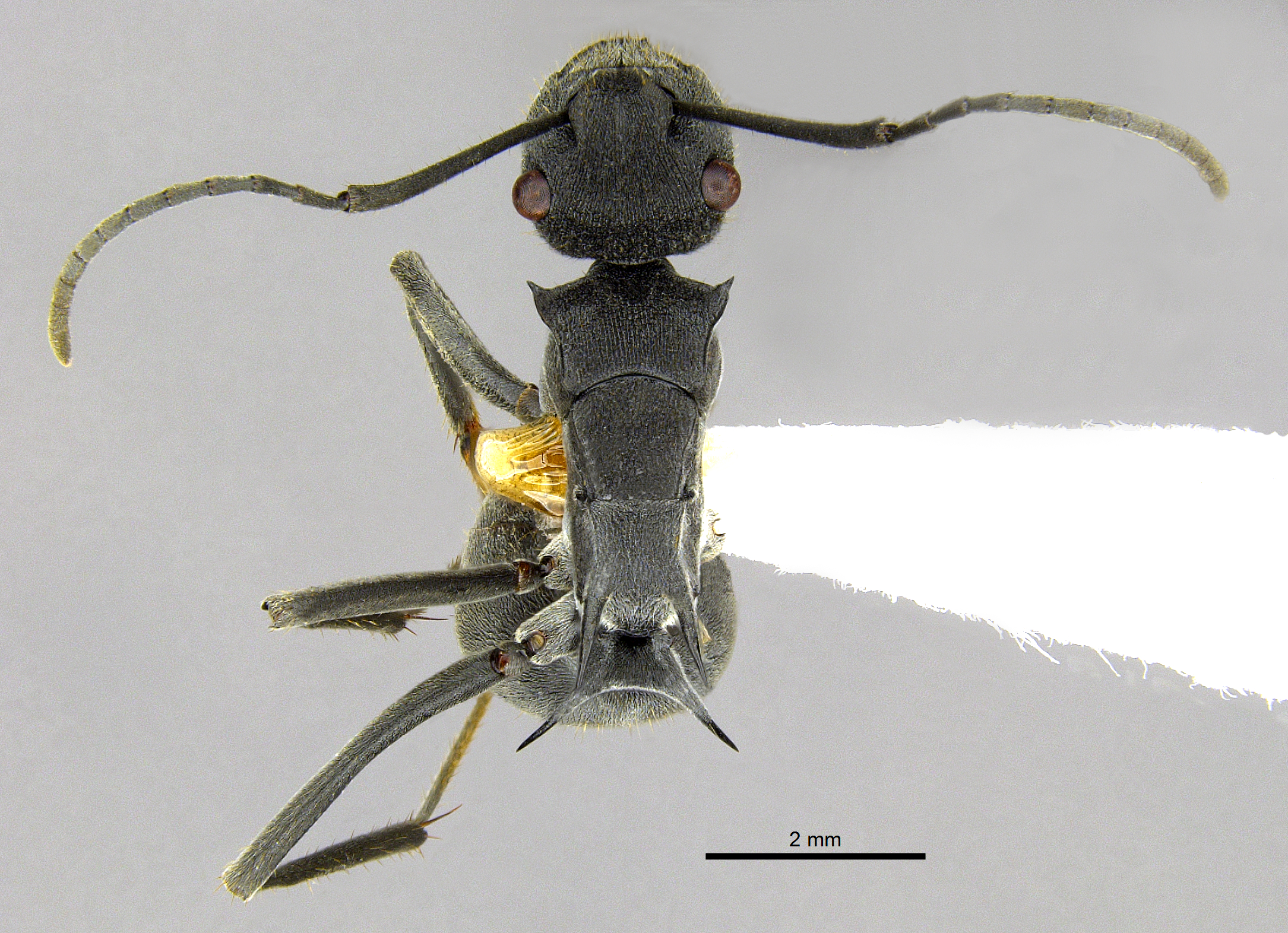 Foto Polyrhachis sokolova Forel, 1902 dorsal